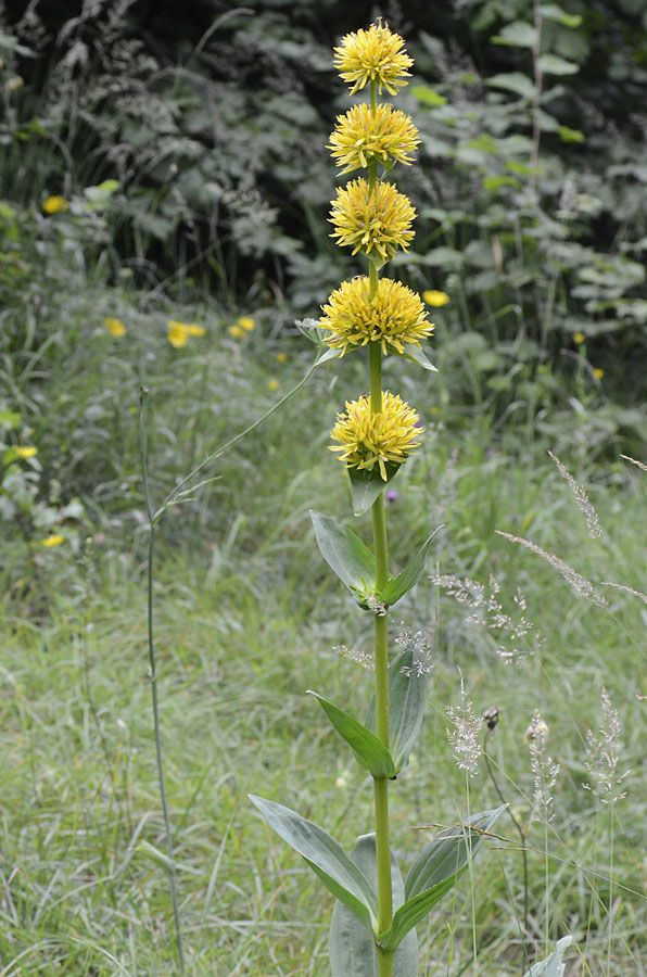 Gentiana lutea subsp. symphyandra / Genziana ad antere saldate